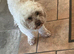 shihpoo