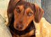 Dachshund mix