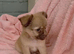 1 boy now available Long Coat Chihuahua puppies