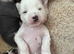 Chinese Crested hairless and powderpuff puppies girls /boys