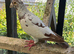 Coloured racing pigeon
