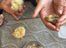 Chicks for sale