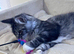 Two pedigree Maine Coon males for adoption