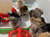 Silkie chicks
