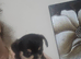Puppys sale
