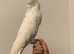 Beautiful take cockatoo