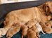 FANTASTIC FOX RED SPRINGADOR PUPPIES