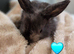 Beautiful baby mini lops