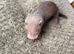 9 ferret kits