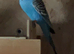 3 male budgies