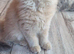 british longhair