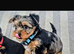 REAR COLOURED MERLE YORKIES