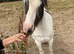 Kids pony (LOKI)