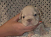 5 week old frenchie pups