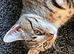 Maine coon/ domestic kitten