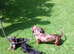 Gorgeous miniature dachshund puppies