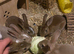 READY TO GO! Stunning Mini Rex Rabbit Babies