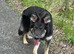 German Shepard puppies