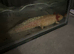 Axolotl girl