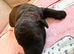 Shihpoo puppies for sale
