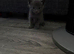 Beautiful kitten