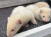 Ferrets hobs 2 hobs available