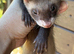 5 Baby Ferrets for sale