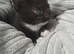 X3 kittens