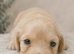 Longhaired Cream Miniature Dachshund