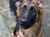 10 months old German shepherd willow