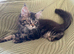 Beautiful Mainecoon kitten( Active)