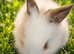 Beautiful Lionhead Kits Babies – Waiting List Now Open ️