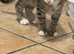 4 kittens for sale