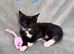 3 beautiful kittens looking for homes