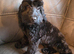 Black cockapoo pup