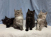 Maine Coon Kittens reasy now