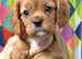 Adorable health tested Cavalier Pups