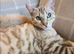 Bengal cross ragdoll kittens