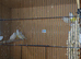 Gouldians