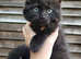 Gorgeous litter Maine Coon x kittens