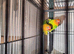 Lovebirds