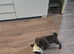 2 beautiful shi Zu cross dachshund puppies