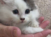 5 generation pedigree Siberian kittens READY