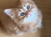 Maine coon x ragdoll x fluffy longhaired kittens