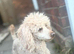 poodle