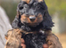 Beautiful F1 Cockapoo Puppies Ready to Go to Loving Homes Now Licenced Domestic Breeder