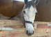 3 year old registered Connemara 143cm