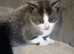 Very loving kittens to forever home
