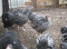 Silver Laced Wyandotte bantam pullets