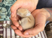 4 Continental giant x babies - waitlist open